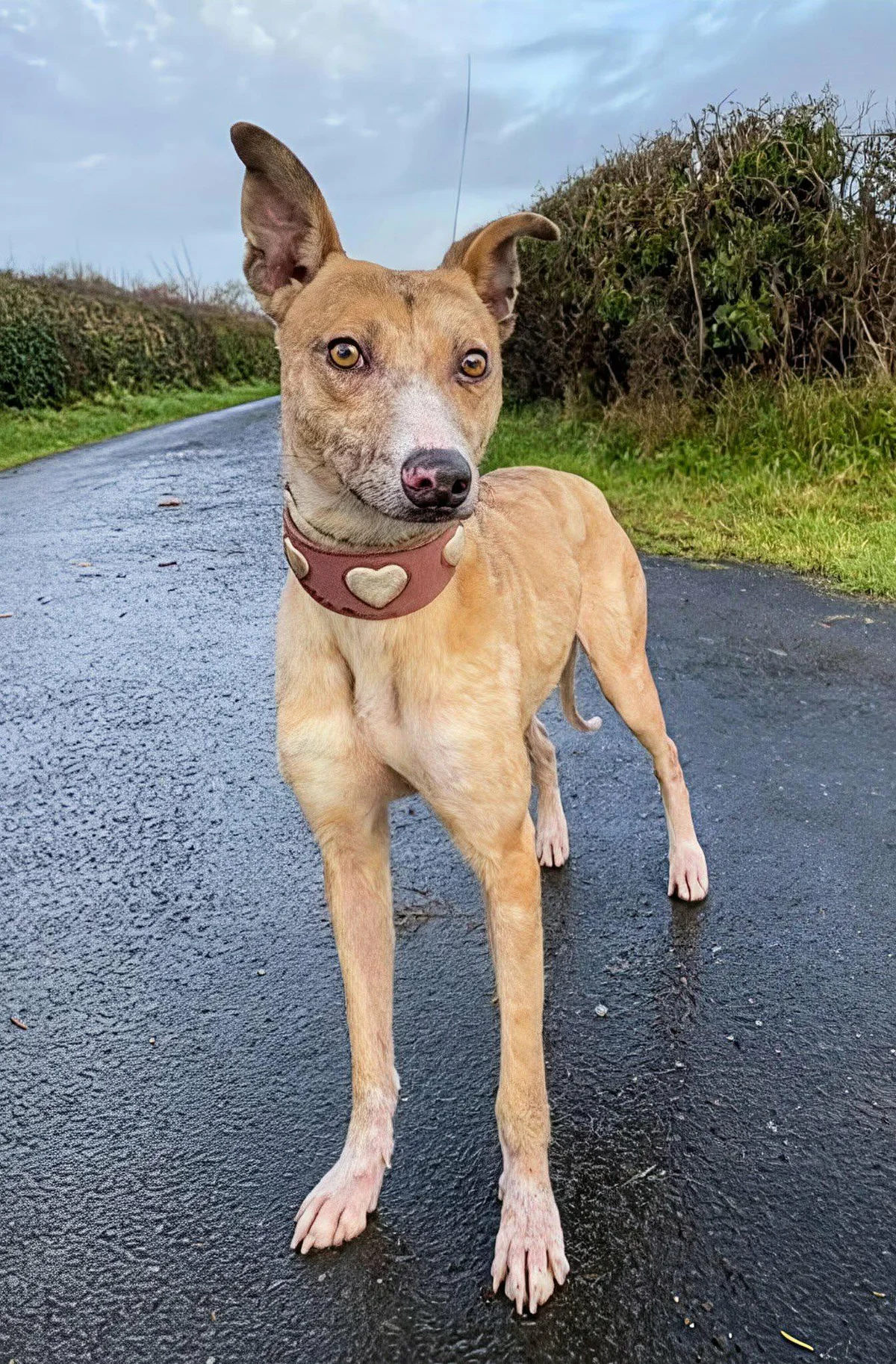 Lurcher
