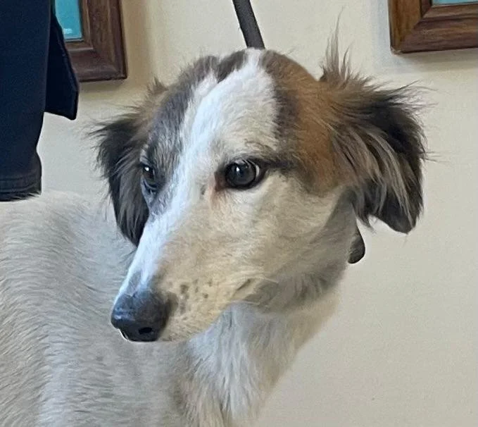 Saluki