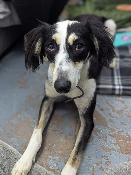 Saluki