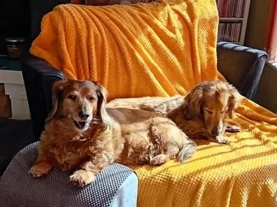 Milly Chloe, the sunshine sausages, adopted