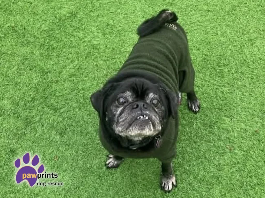 Pug