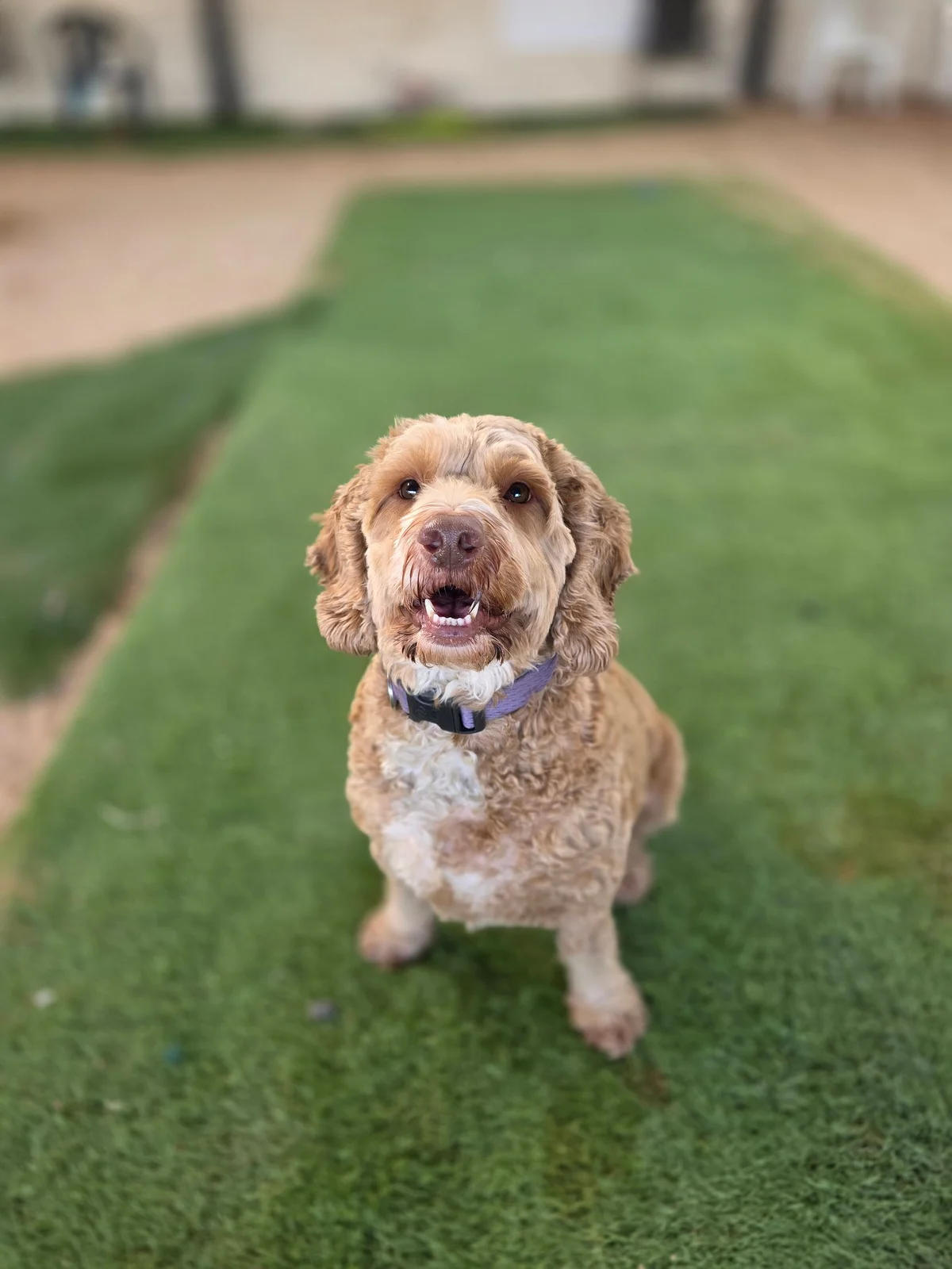 Cockapoo
