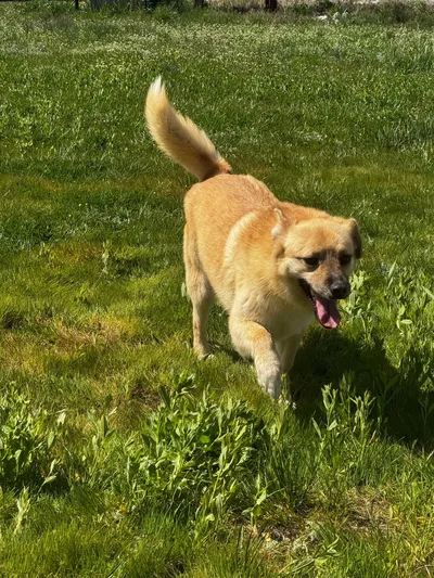 Ziggy, adopted