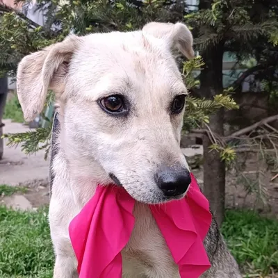 Mura, adopted