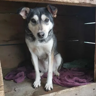 Elsie, adopted