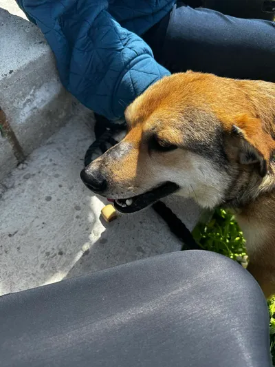 Marley, adopted