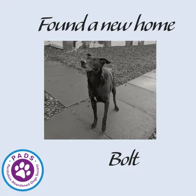 Bolt, adopted