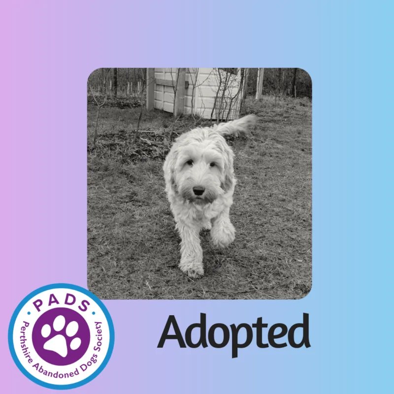 Cockapoo