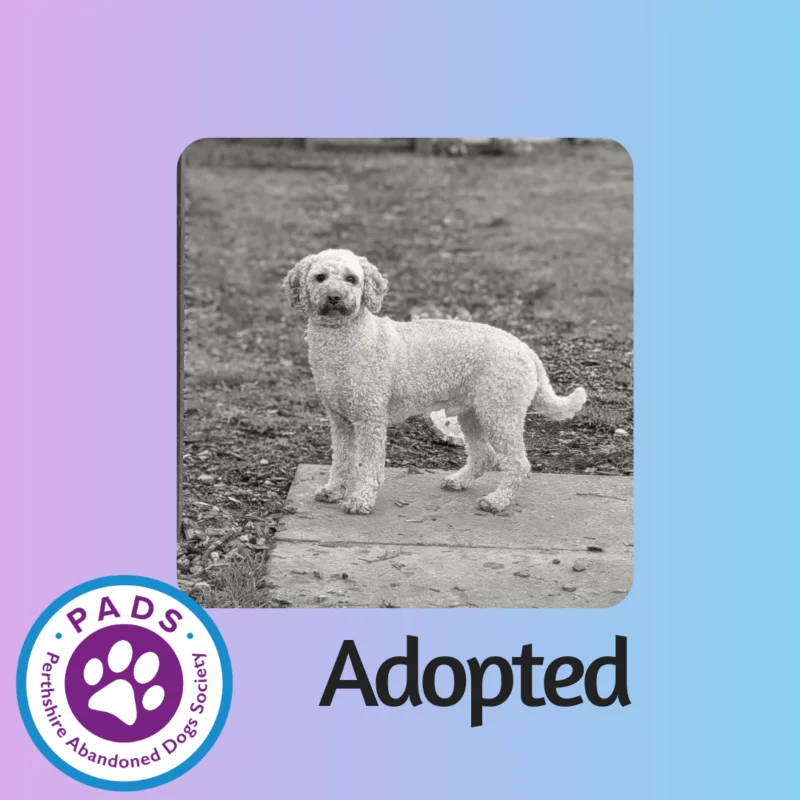 Cavapoo