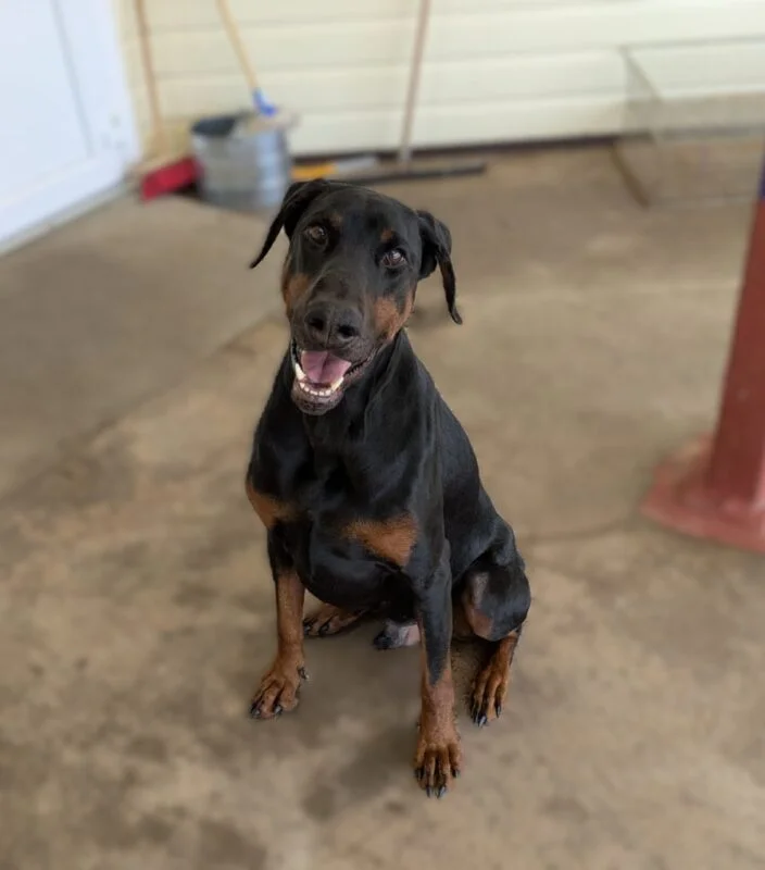 Doberman