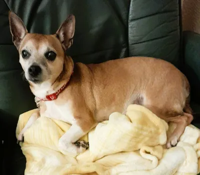 Bella, adopted