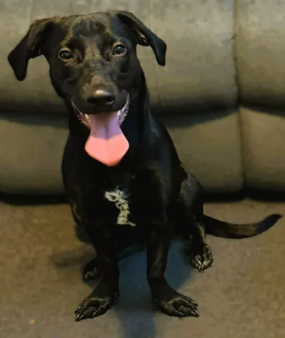 Pip, adopted