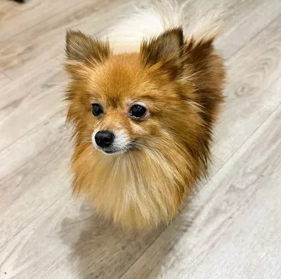 Lottie, adopted