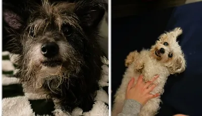 Rosie & Scruffy (Bonded Pair), adopted