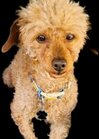 Roger, adopted