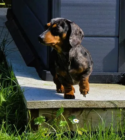 Dinky, adopted