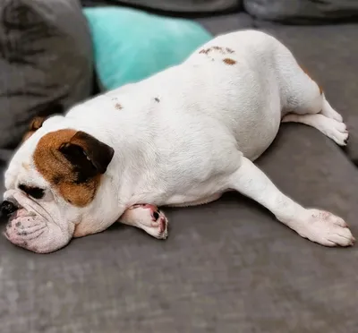 Jiggles, adopted