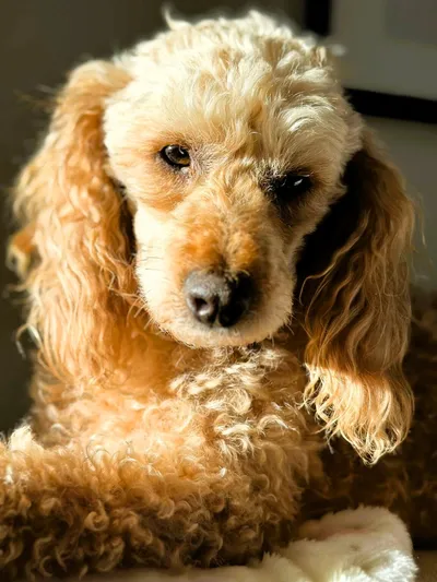 Boris, adopted