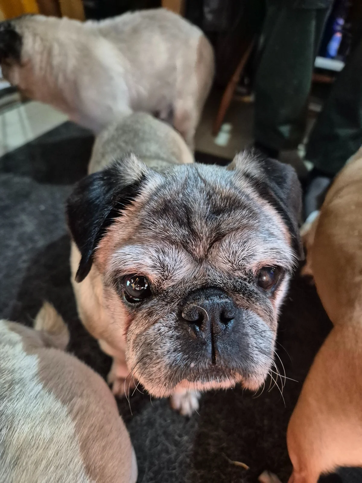 Pug