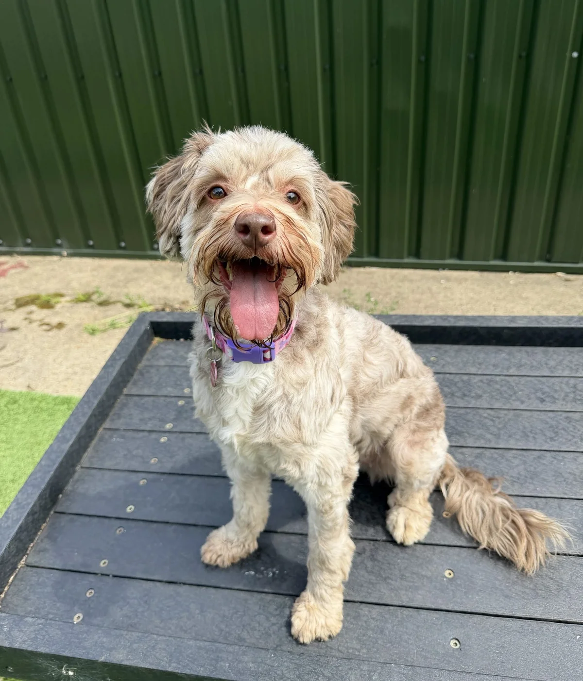 Cockapoo