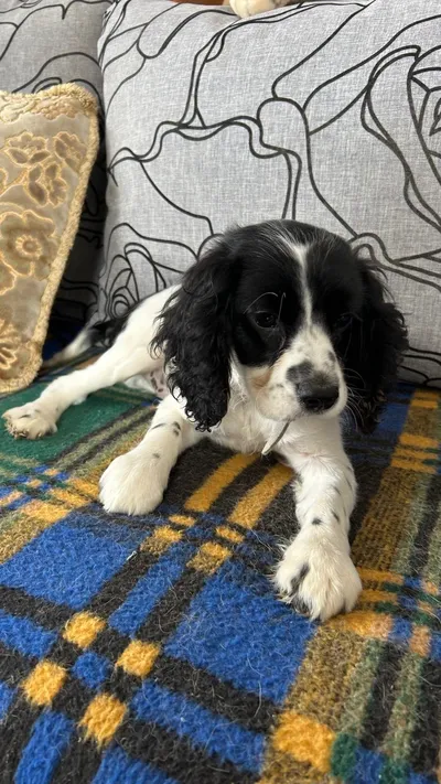 Honey, adopted