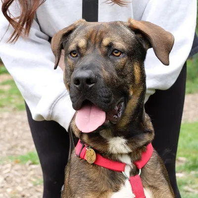 Phoenix Mixed, adopted