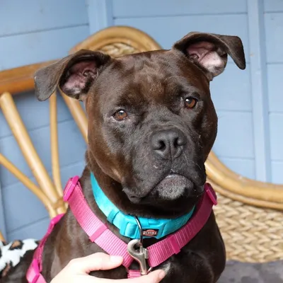 Marie Staffie, adopted
