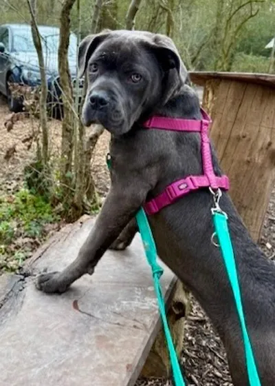 Beryl Cane, adopted