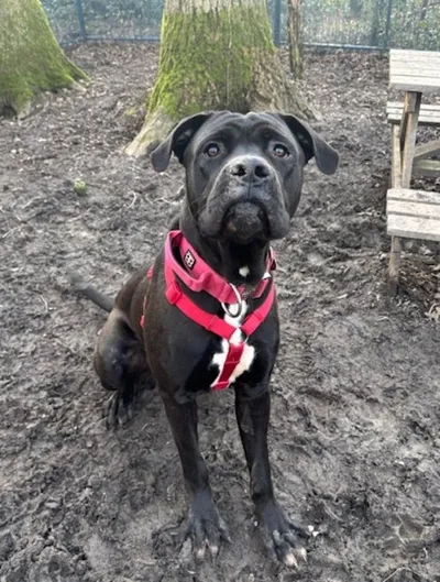 Sammy Great, adopted