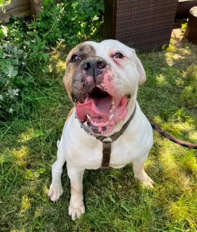 Paisha Am, adopted
