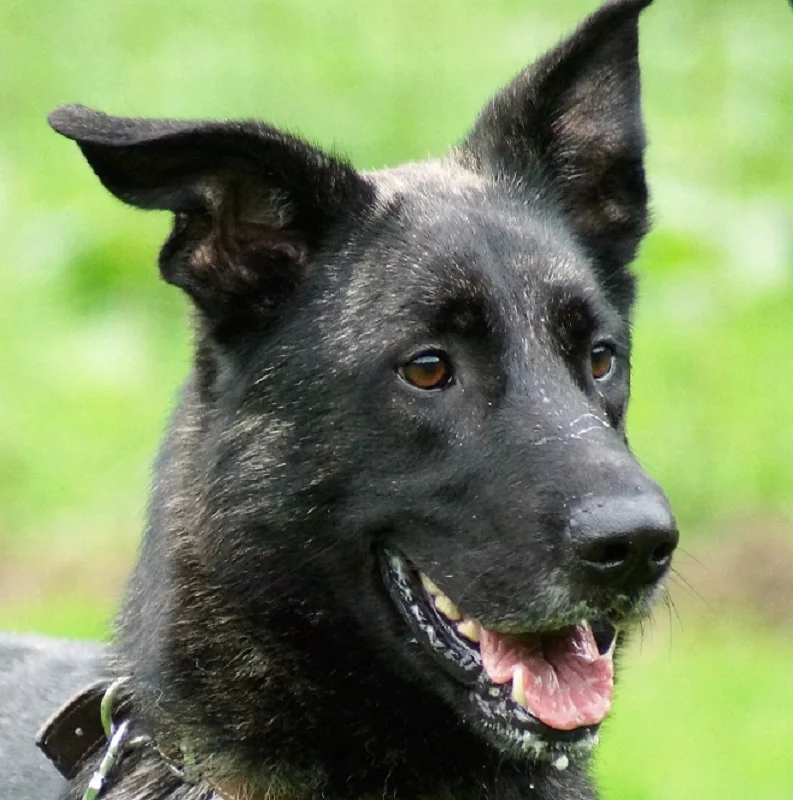 Dutch Shepherd