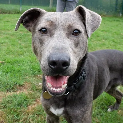 Wilson Hunterway, adopted