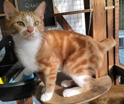 Merlin, adopted