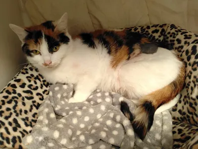 Rosa, adopted