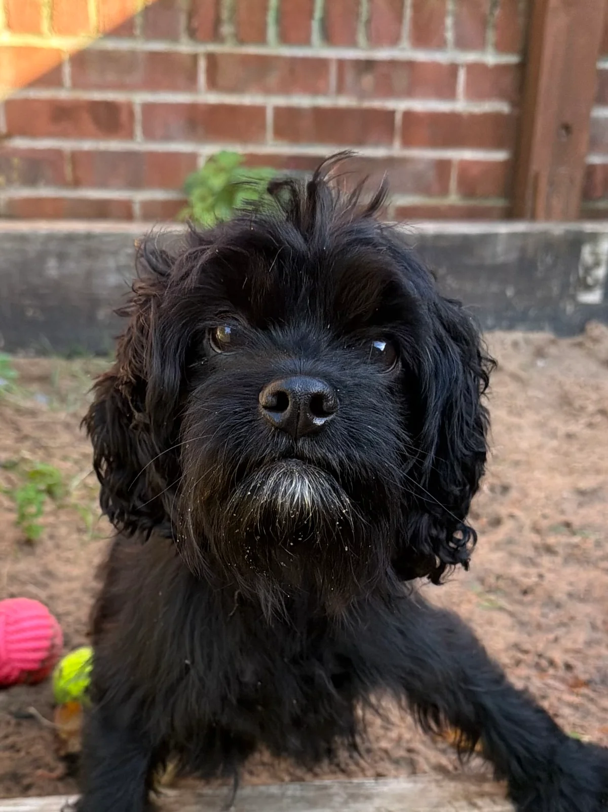 Cavapoo