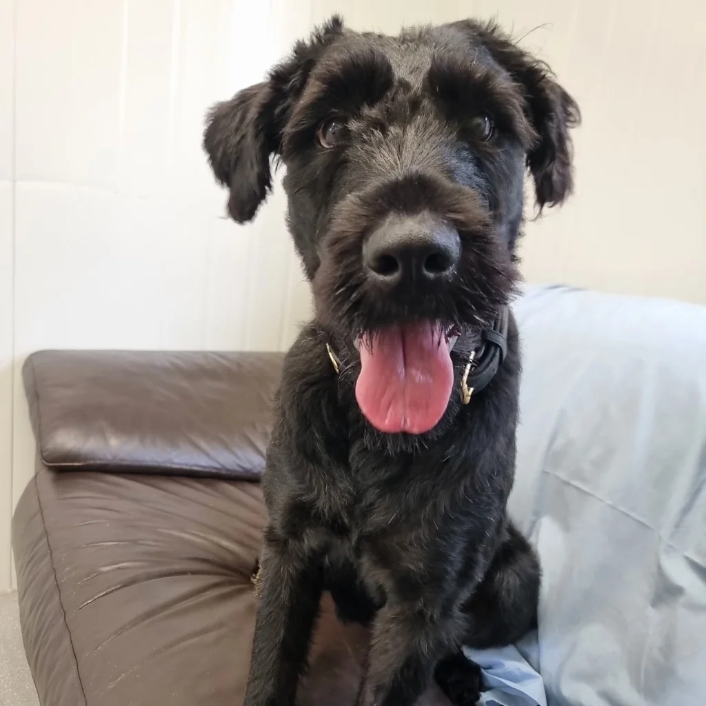 Giant Schnauzer