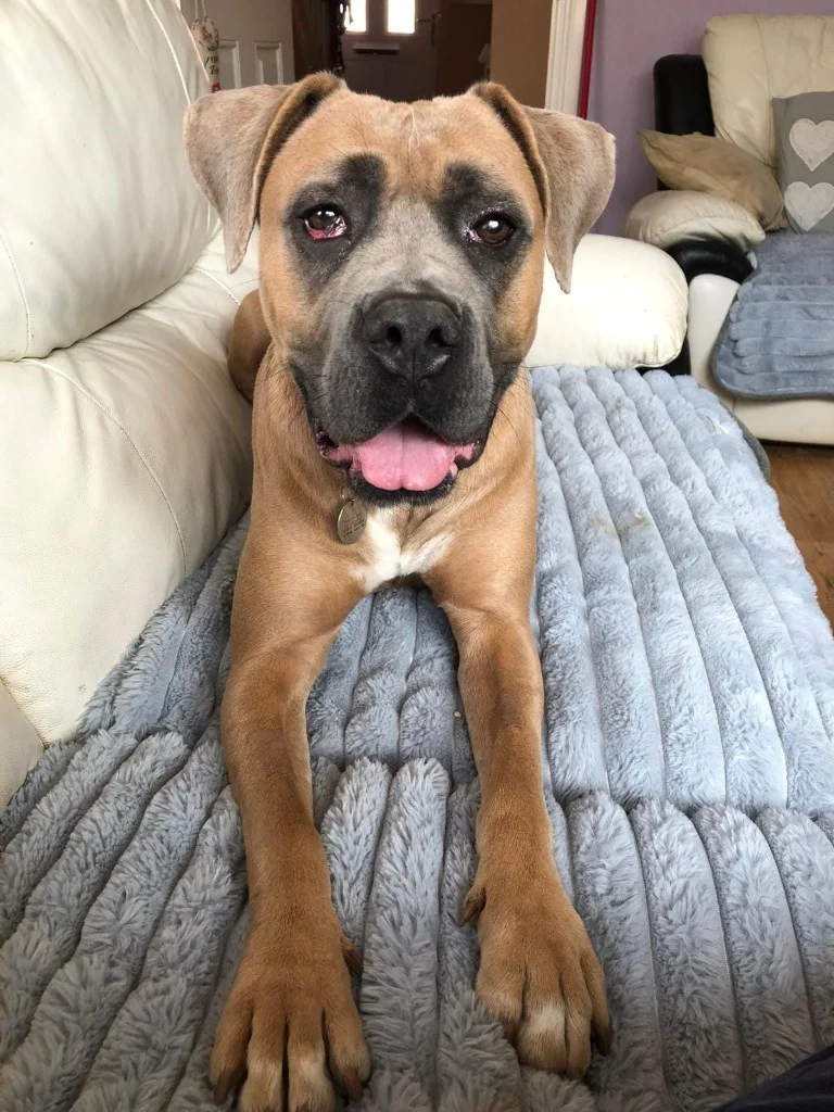 Mastiff
