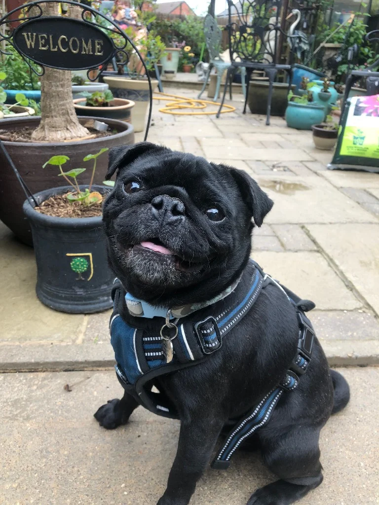Pug