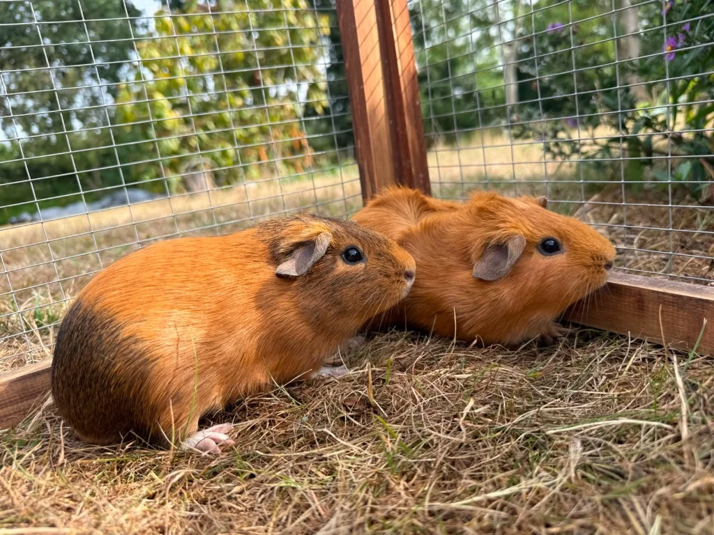Guinea Pig
