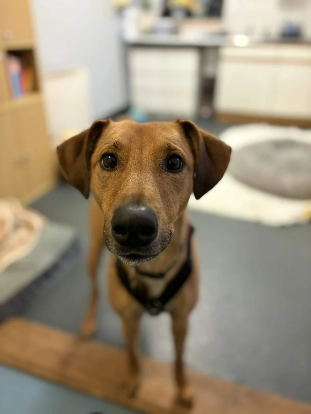Lurcher