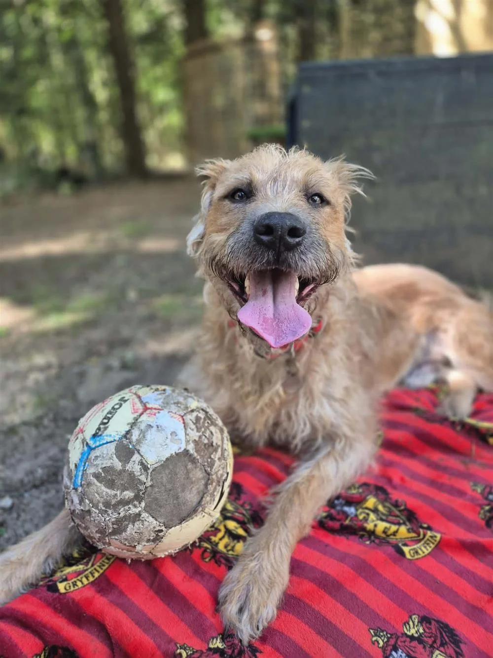 Irish Wolfhound