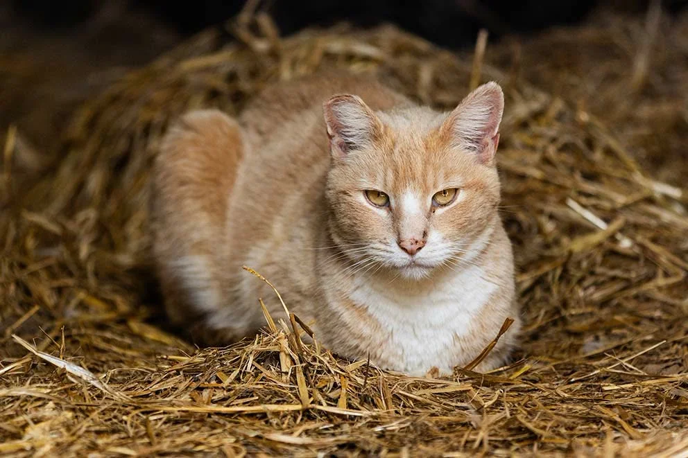 Mixed Breed Cat