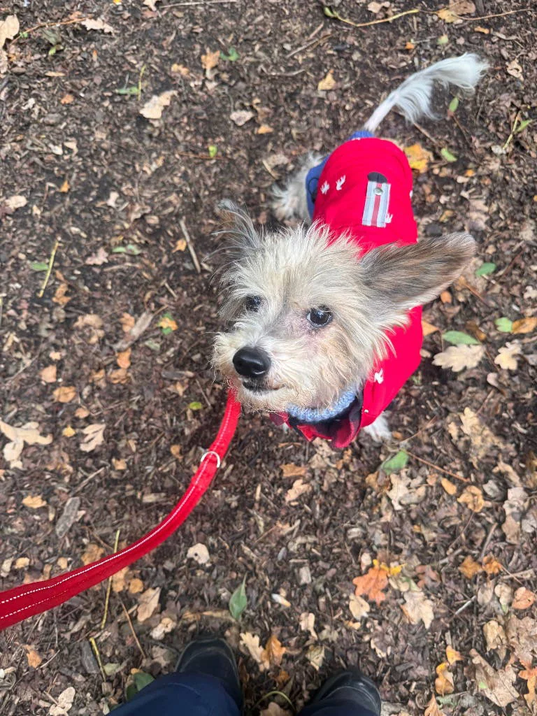 Chinese Crested