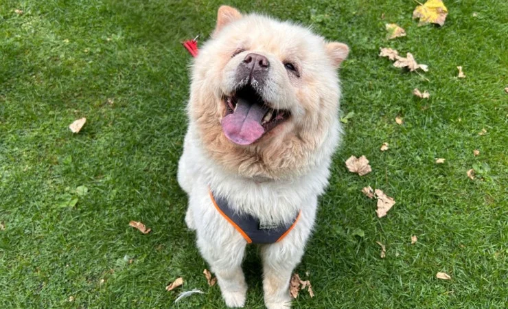 Chow Chow