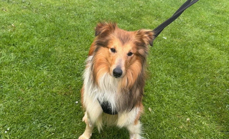 Shetland Sheepdog