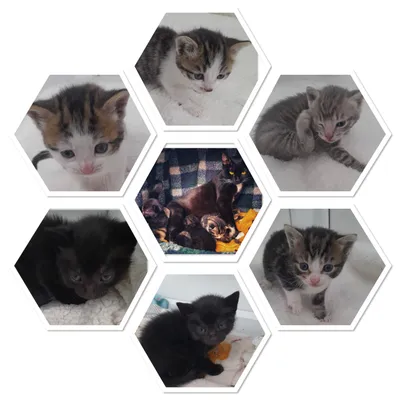 Trent, Eden, Dee, Tweed, Clyde & Nile, adopted