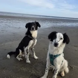 Molly and Sirius, adopted
