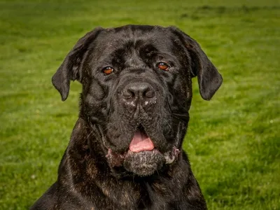 Lennox, adopted