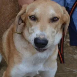Vafla, adopted