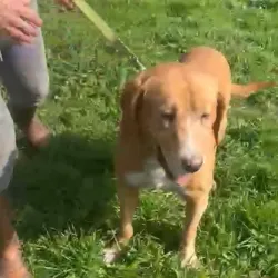 Coro, adopted